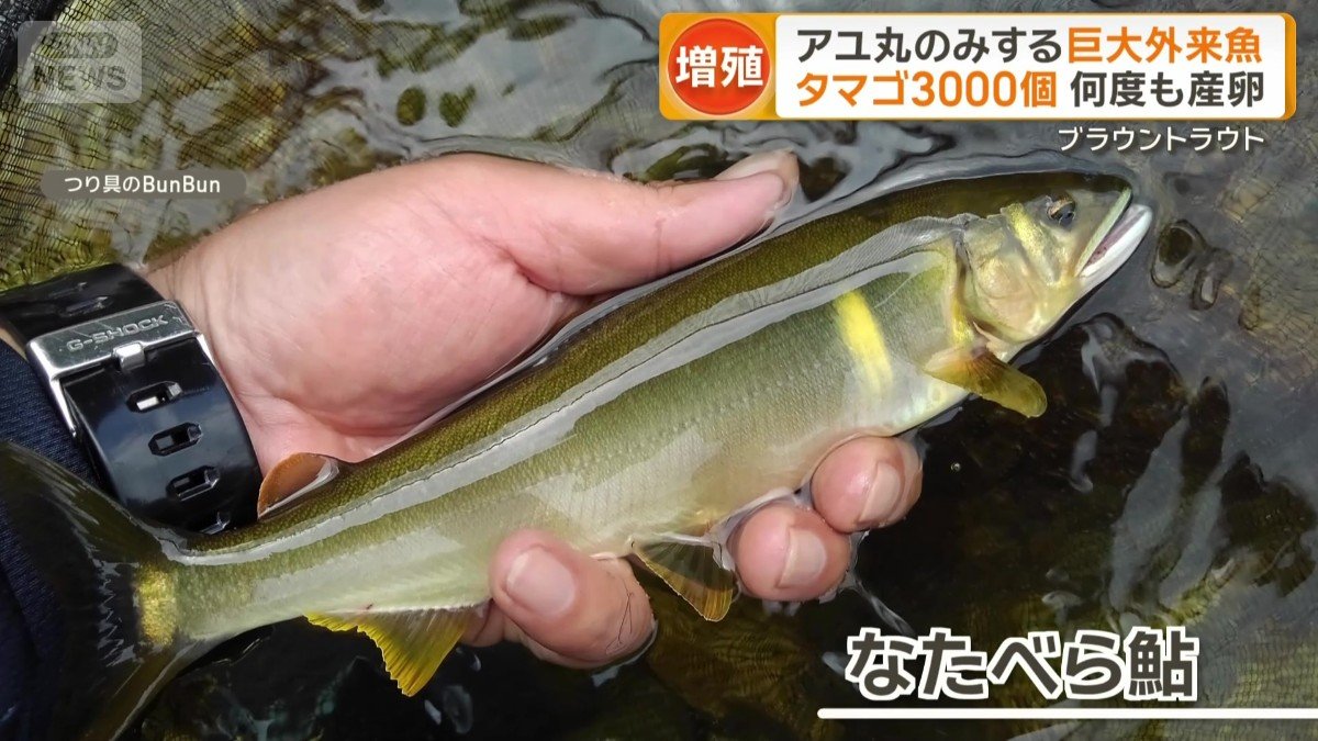 「なたべらアユ」とも呼ばれる
