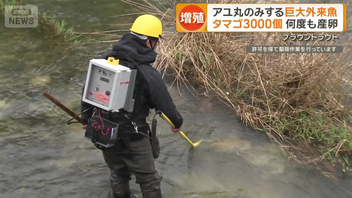 駆除には「電気ショッカー」という機材使用