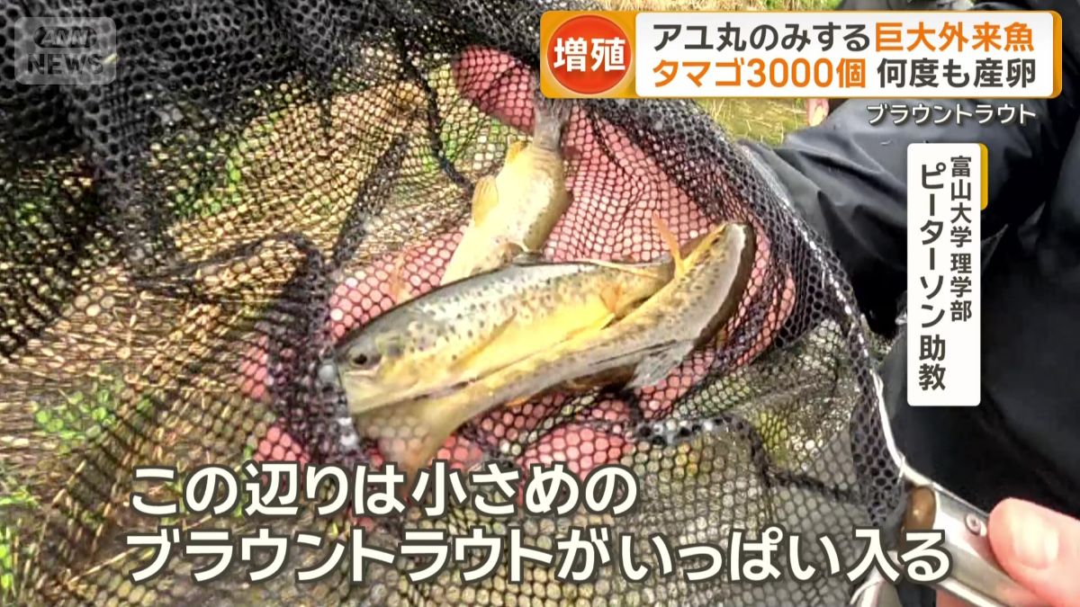 「小さめのブラウントラウトがいっぱい」