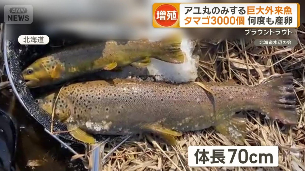 北海道で捕獲された体長70cmのブラウントラウト
