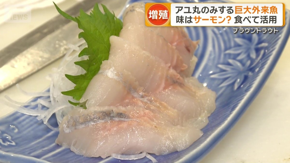 ブラウントラウトの刺し身