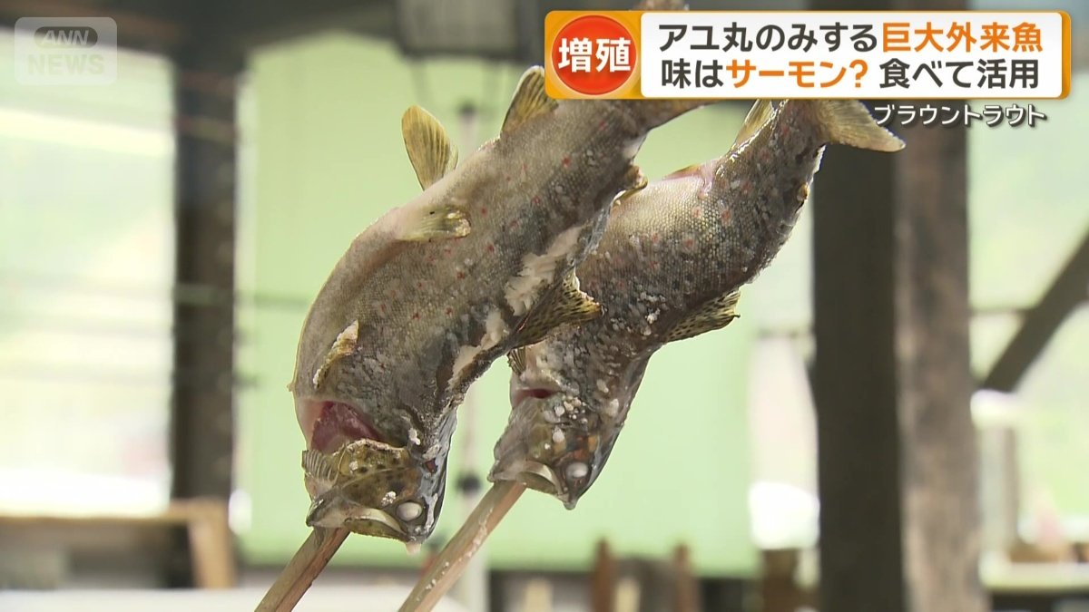 ブラウントラウトの塩焼き