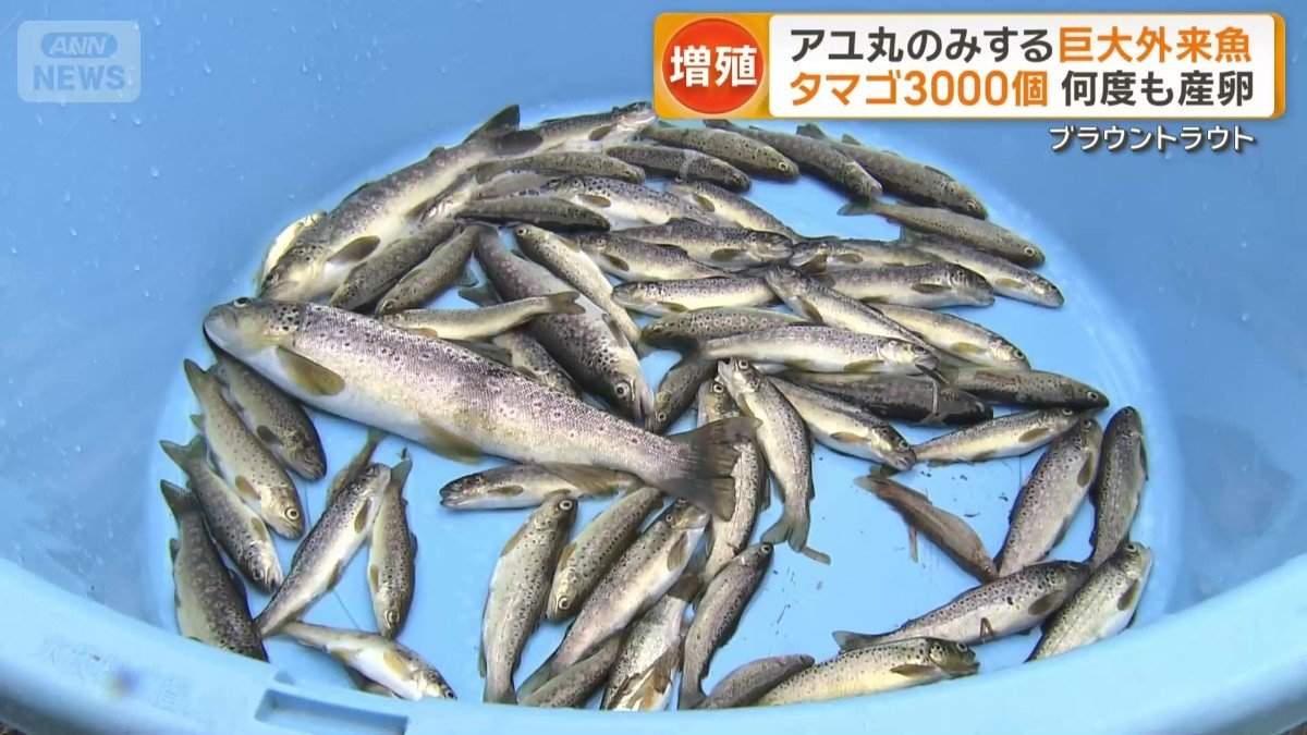 1時間の駆除で63匹のブラウントラウトを捕獲