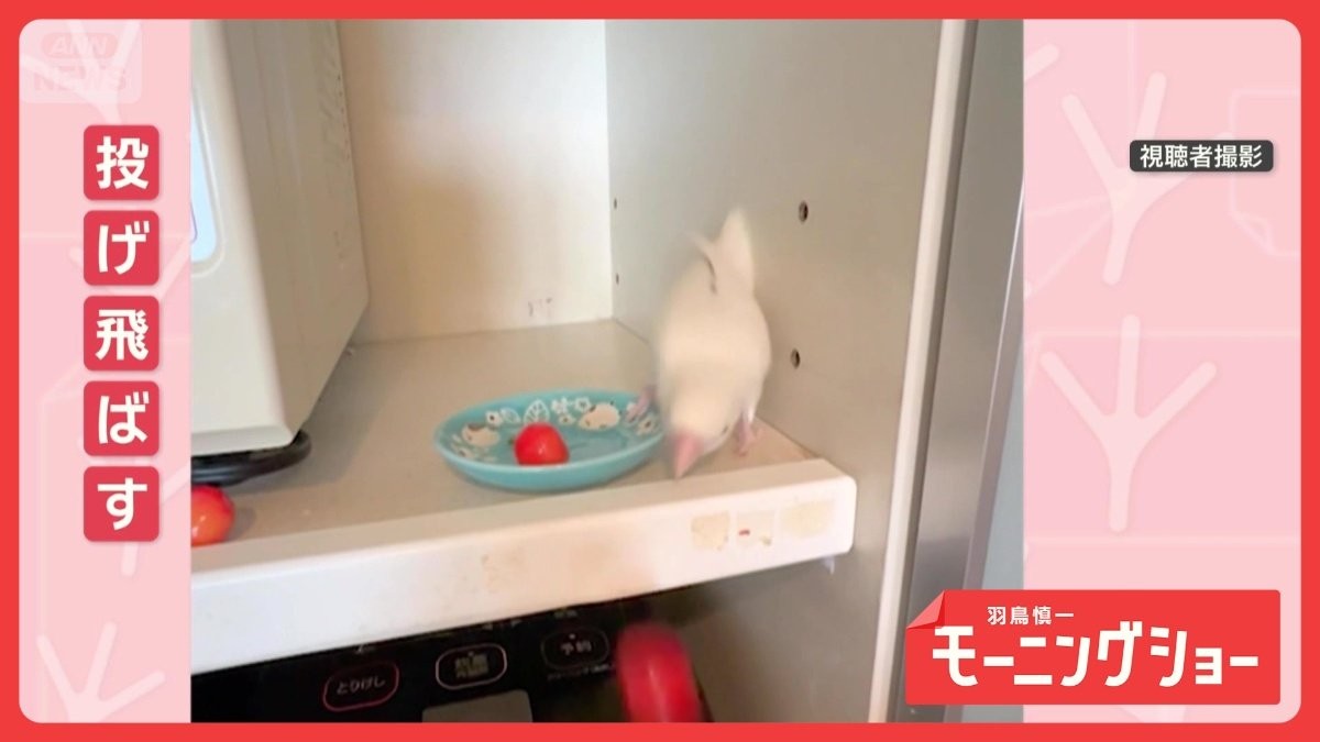 大好きなサクランボをポイッ　連続で床に投げ飛ばすインコさん　何があったの？