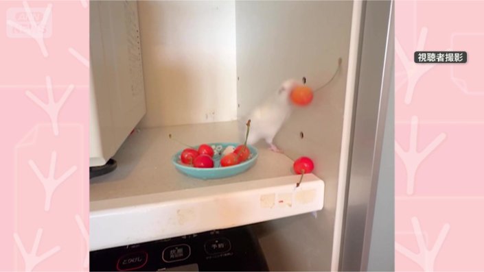 サクランボをくわえて…