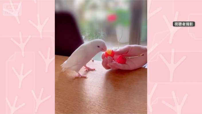 サクランボおいしい