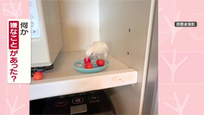 なぜ投げ飛ばすの？