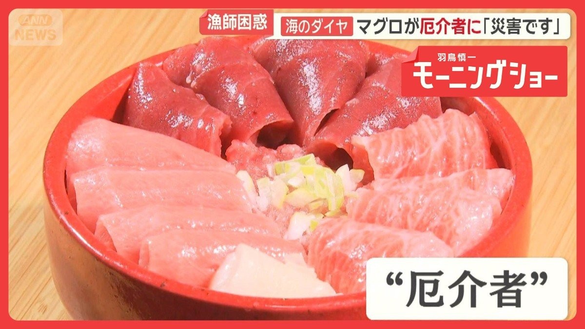 マグロが厄介者に「災害です」海へ放流…漁師困惑　各地でクロマグロ豊漁も喜べない訳