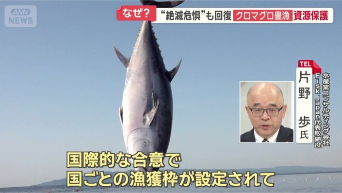 なぜクロマグロが豊漁？