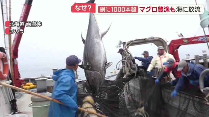 超大物のクロマグロ