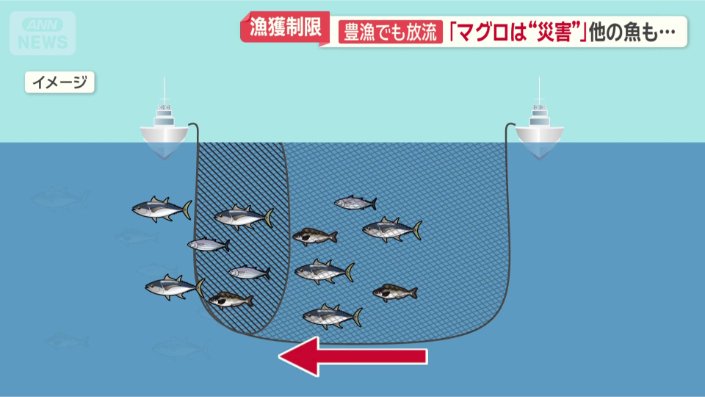 他の魚も逃げてしまう