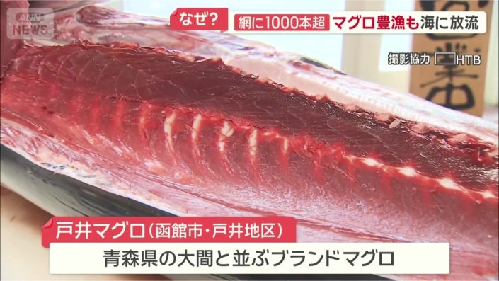 函館で水揚げされる