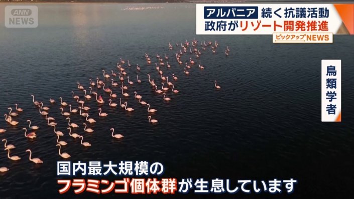 フラミンゴ