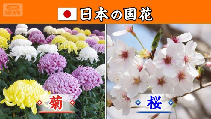 菊と桜