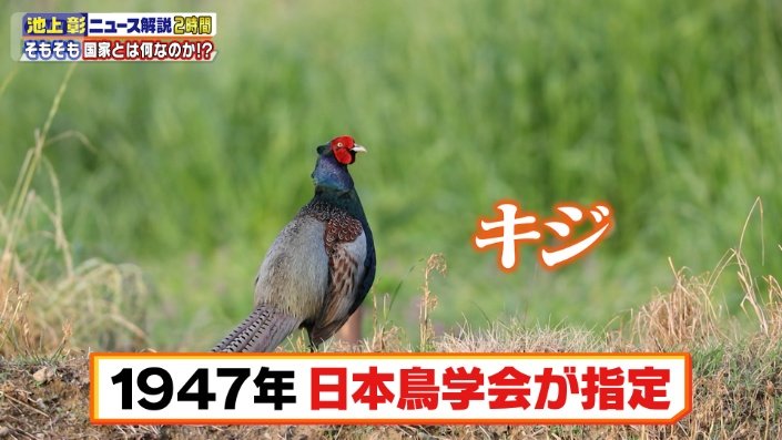 キジ