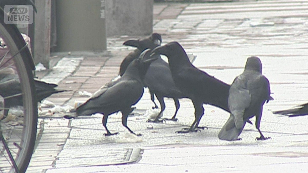 都内のカラス、2割程度に　ごみ対策徹底が奏功、エサ減って繁殖率下がる