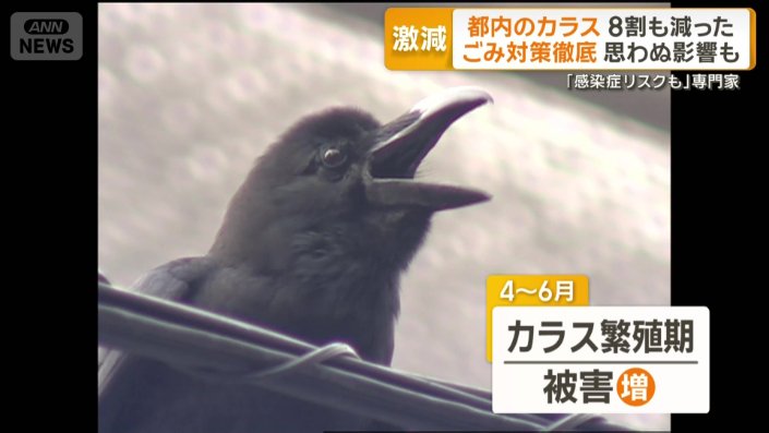 4月から6月はカラス繁殖期