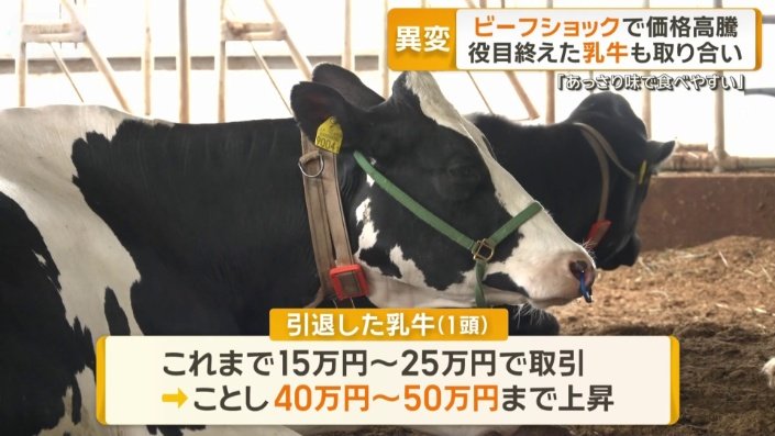 引退した乳牛も高騰