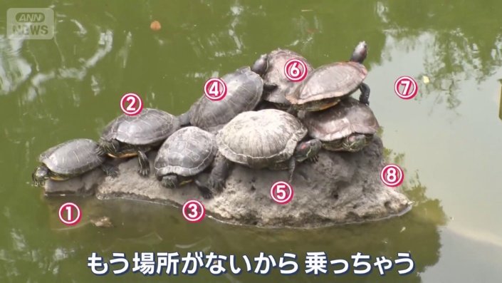 カメ
