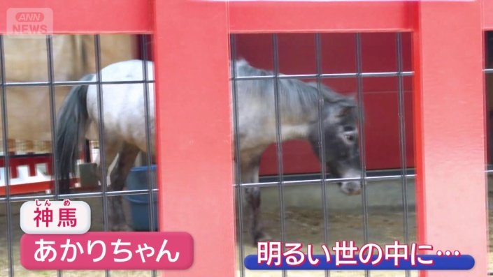 神馬