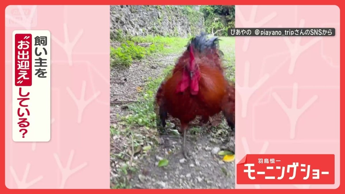 「ただいま」で猛ダッシュ！　かけっこコケッコニワトリさん　お出迎えしてるの？