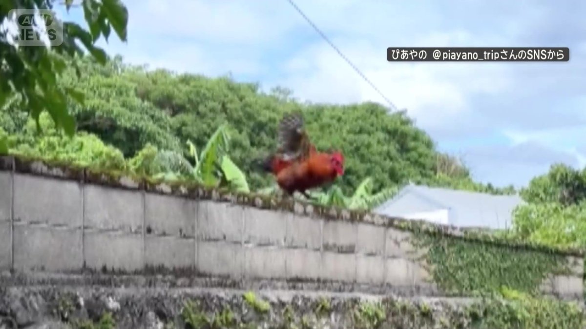 今度はカベの上から!
