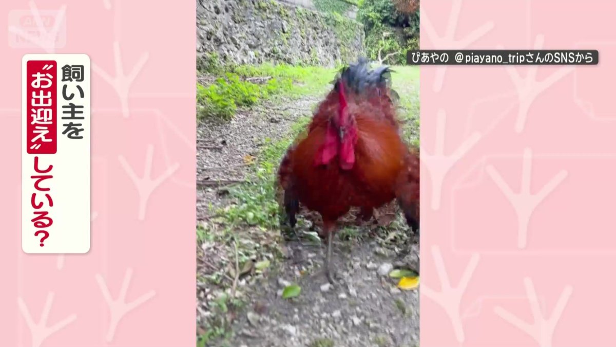 飼い主をお出迎えしてる?