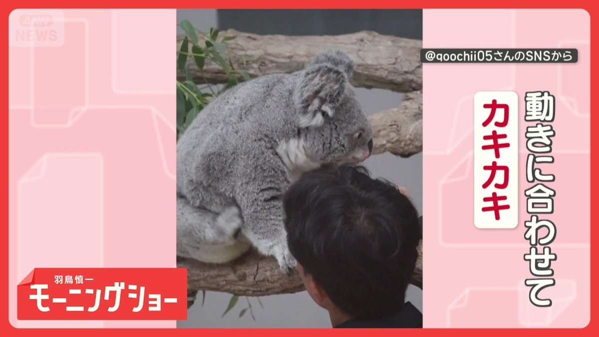 体を触られると…動いちゃうコアラさん ブラッシングにあわせて脚
