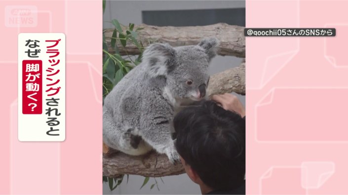 体を触られると…動いちゃうコアラさん ブラッシングにあわせて脚