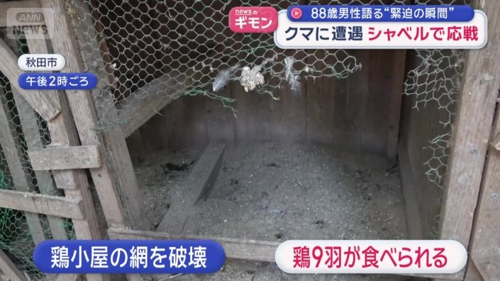 クマに鶏9羽を食べられた