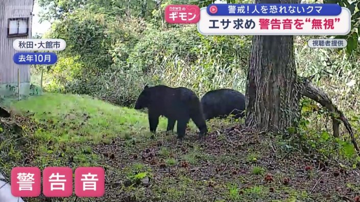警告音が鳴るも、クマは気にせず…