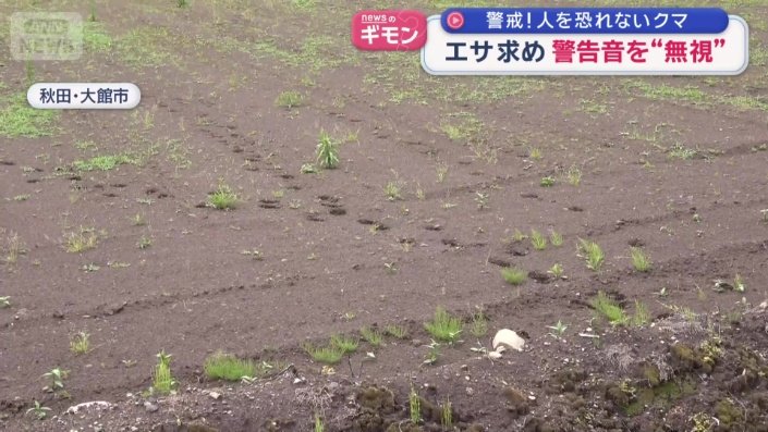 クマとみられる痕跡