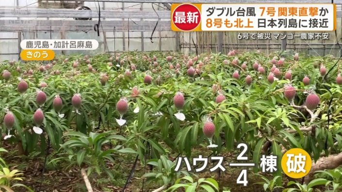 鹿児島・加計呂麻島のマンゴー農家