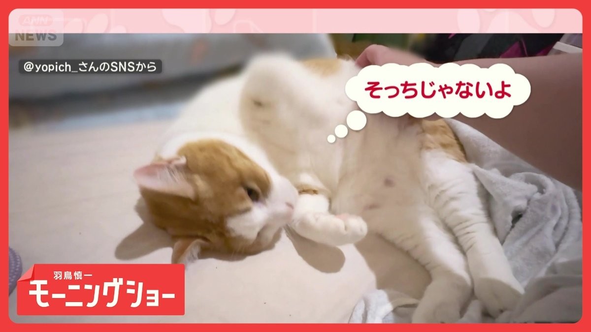 「そこじゃニャイ」　激カワ！脚で誘導ネコちゃん　頭なでなでがいいの？