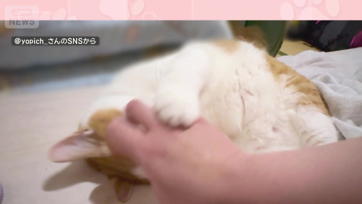 前脚で飼い主の手を頭にひょいっ