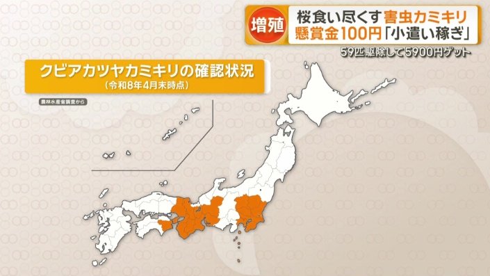 クビアカツヤカミキリの確認状況