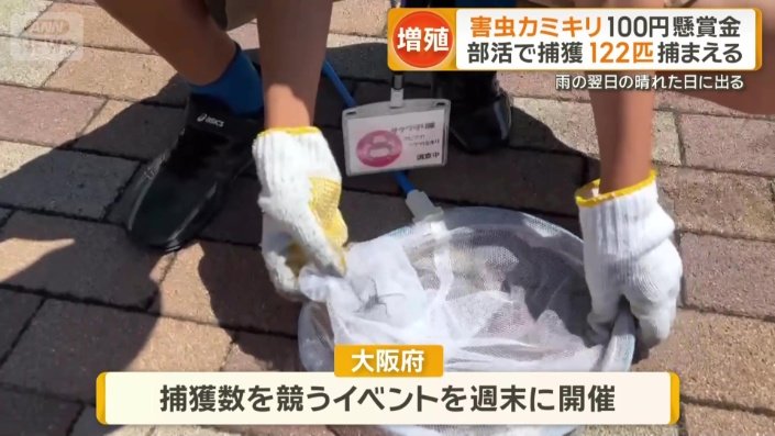 大阪府で捕獲数を競うイベントを週末に開催