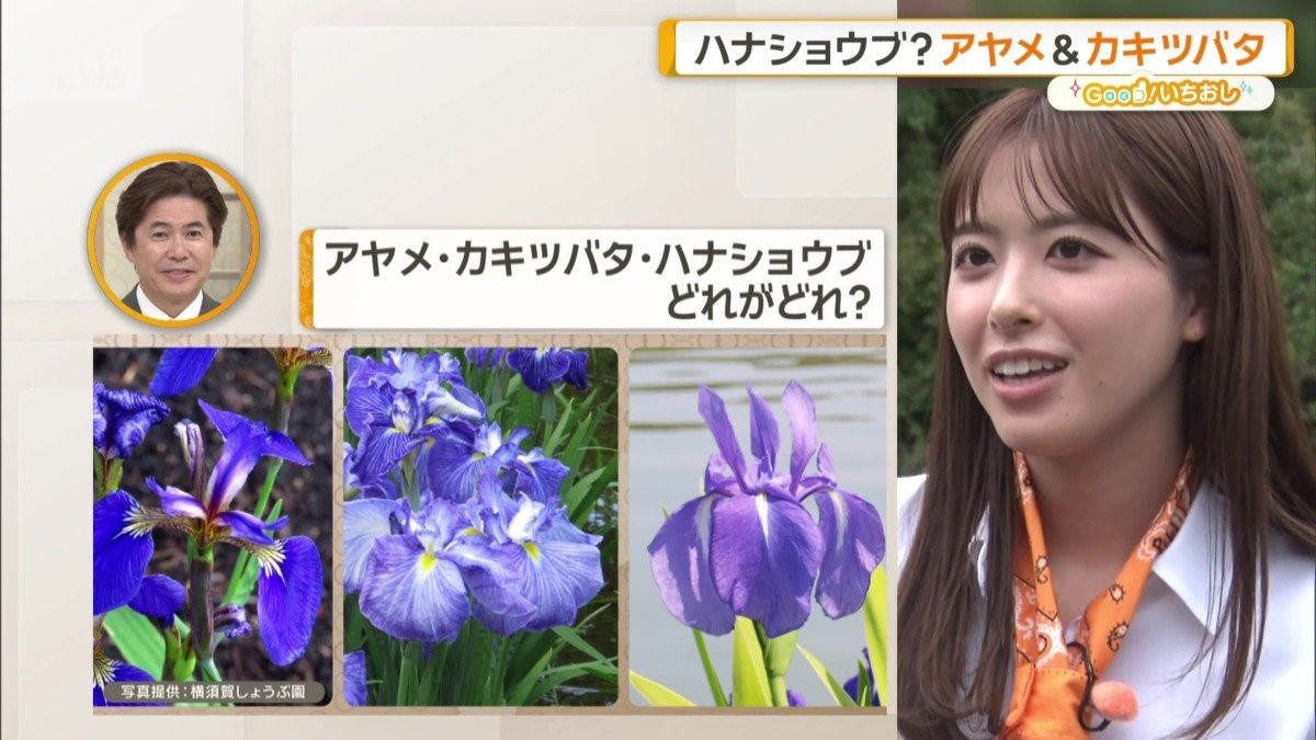 横須賀しょうぶ園で楽しむ「ハナショウブ」　“幻の名花”や珍しい“変わり咲き”も