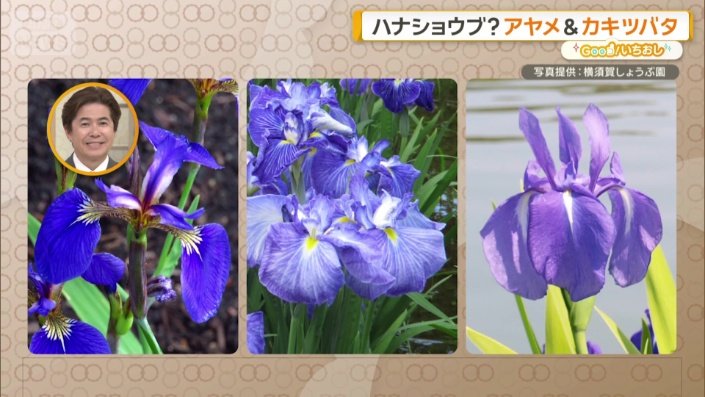 アヤメ、カキツバタ、ハナショウブ…どれがどれだか分かるでしょうか？