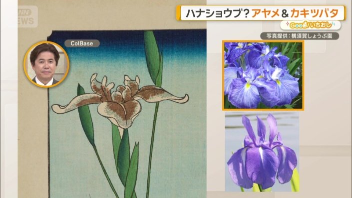 カキツバタの特徴である白いラインが見られる
