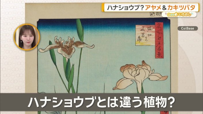 ハナショウブとは違う植物だという説も