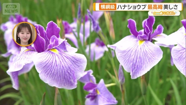 「追風」は相撲でいうなら横綱級