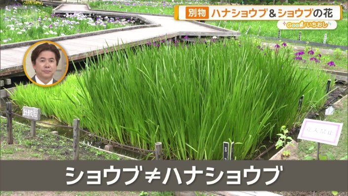 菖蒲湯の「ショウブ」