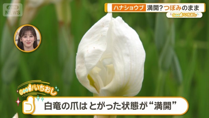 つぼみのように見えるが…