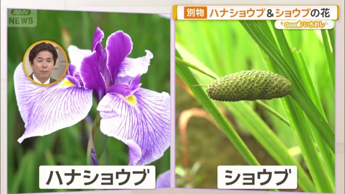花を比べると…