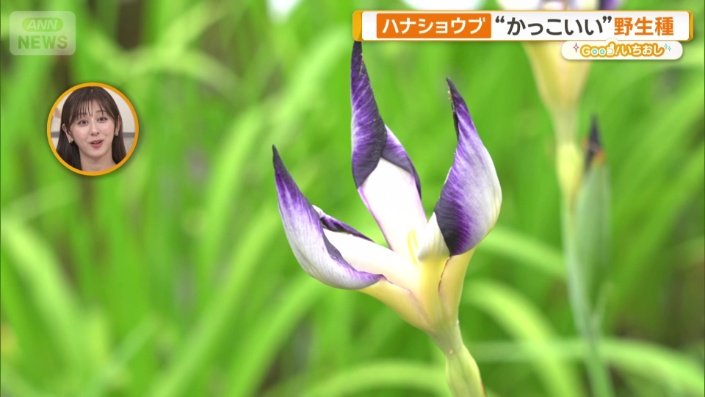 「長井鷹の爪」