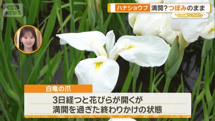 満開を過ぎた、終わりかけの状態