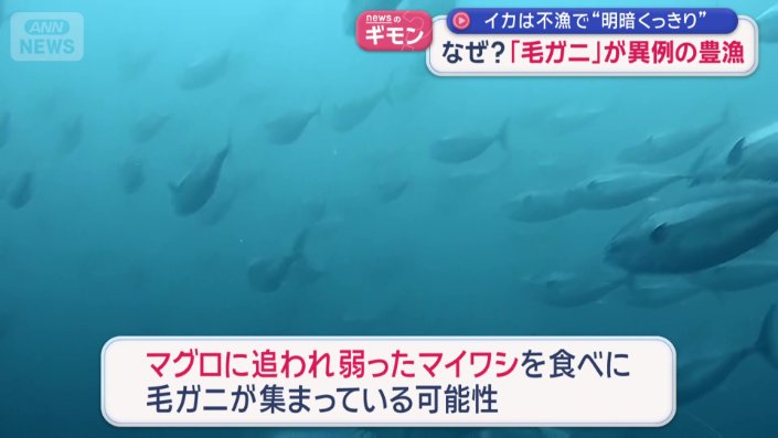 マグロに追われて弱ったマイワシを食べに集まる?