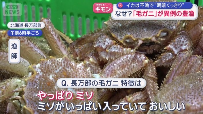 長万部の毛ガニの特徴は