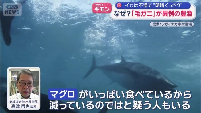 クロマグロが原因の一つ?